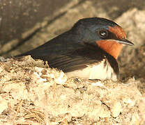 Barn Swallow