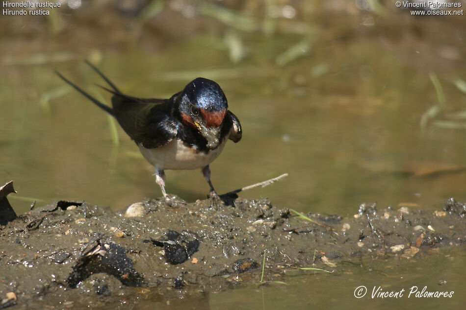 Hirondelle rustique