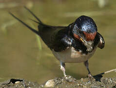 Hirondelle rustique