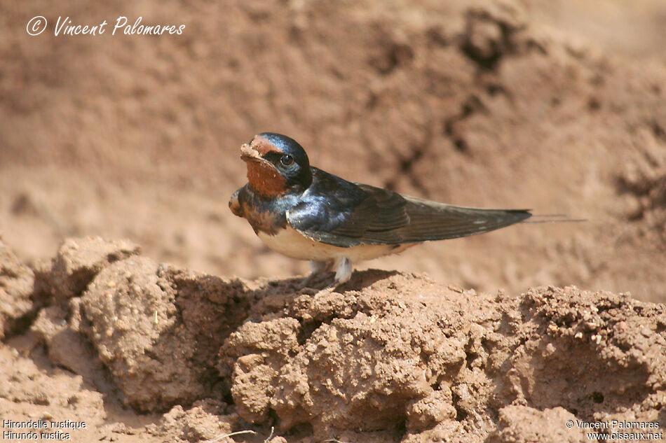 Barn Swallowadult, Reproduction-nesting