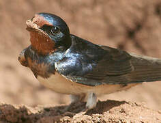 Barn Swallow