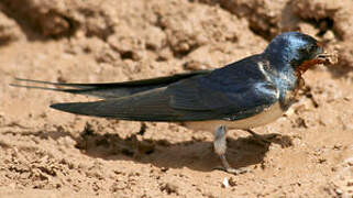 Barn Swallow