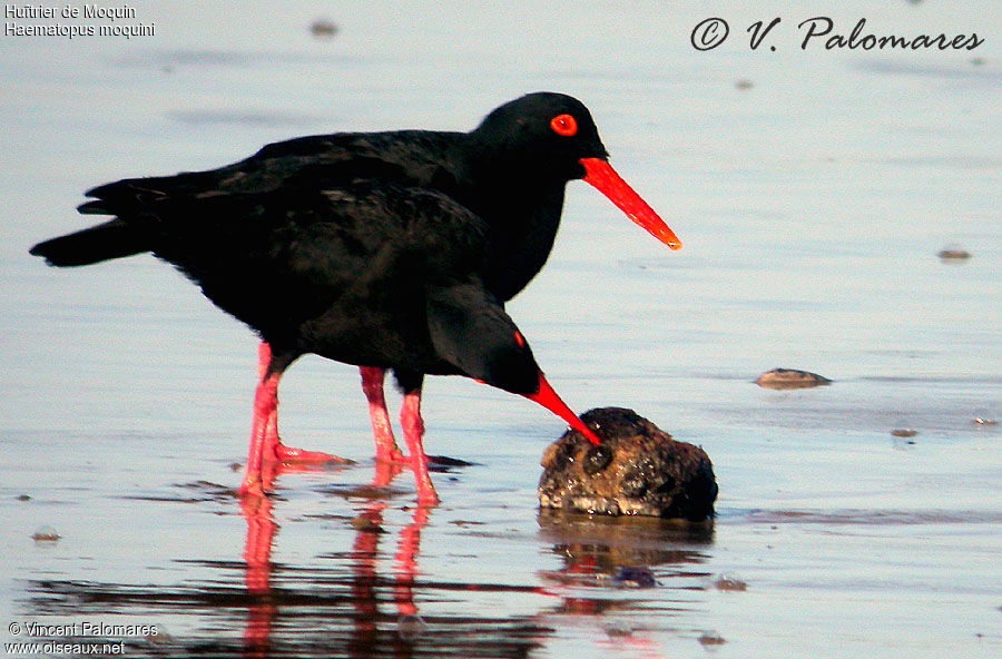 African Oystercatcher