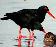 African Oystercatcher