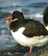 Eurasian Oystercatcher