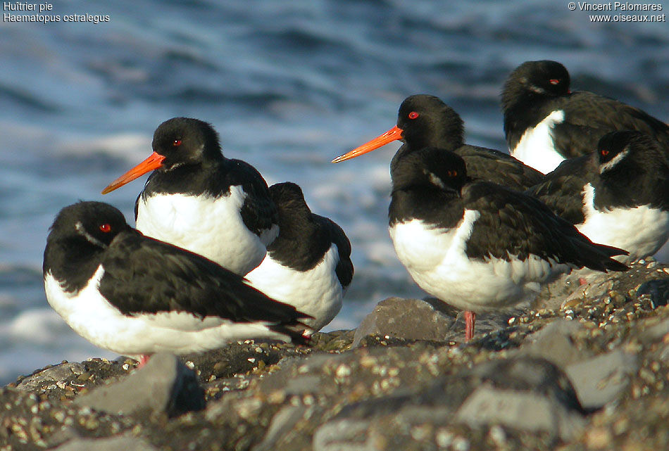 Eurasian Oystercatcher