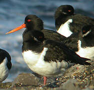 Eurasian Oystercatcher