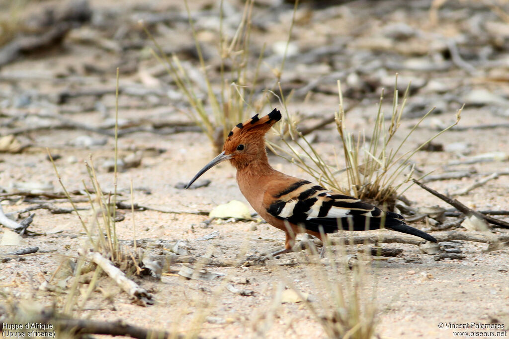 African Hoopoe