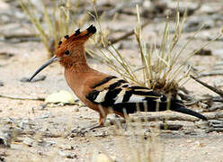 African Hoopoe