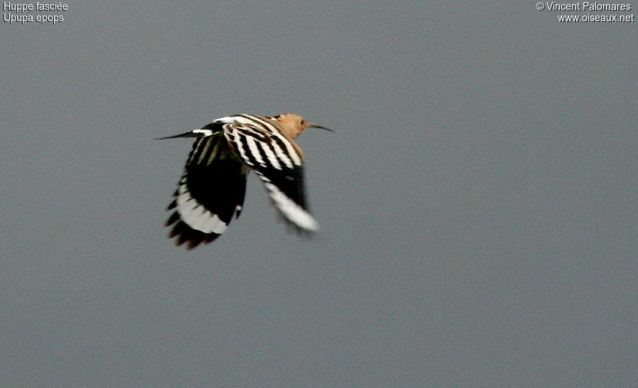 Eurasian Hoopoe