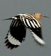 Eurasian Hoopoe