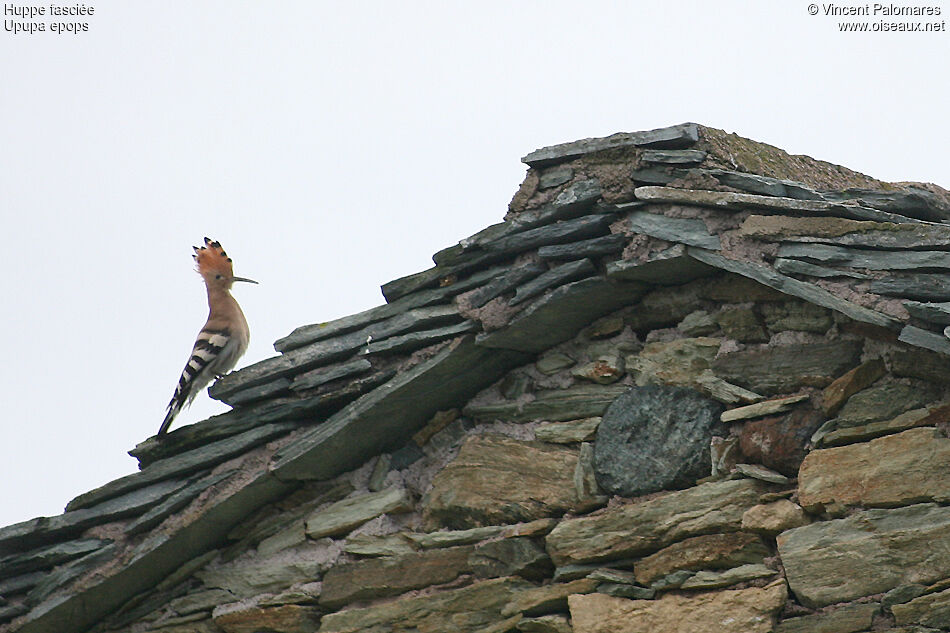 Eurasian Hoopoe