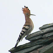 Eurasian Hoopoe