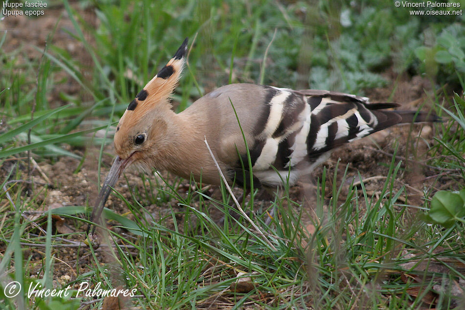 Eurasian Hoopoe