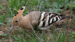 Eurasian Hoopoe