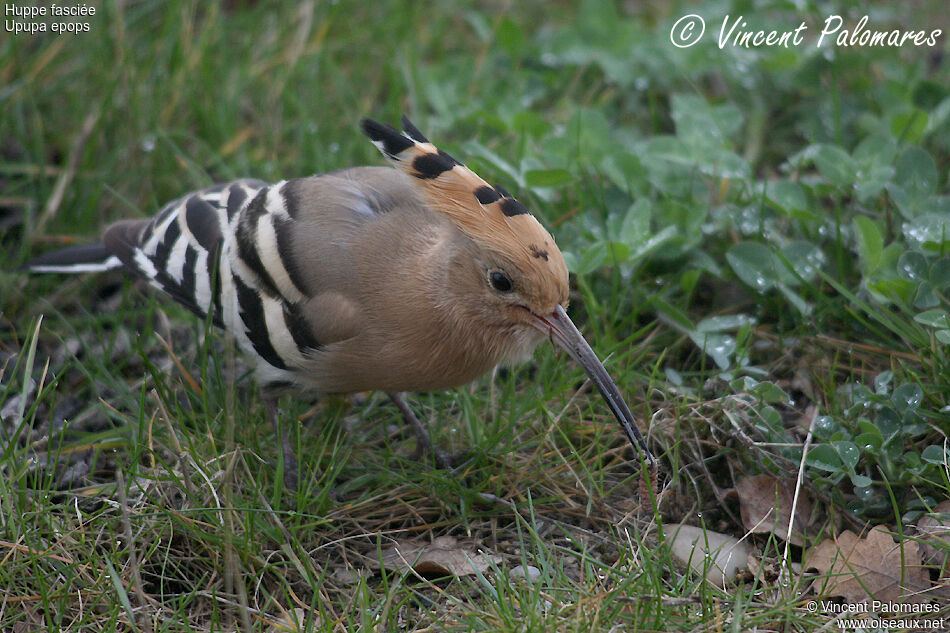 Eurasian Hoopoe