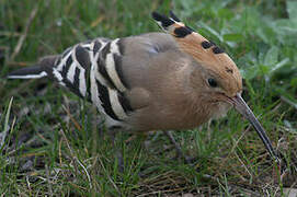 Eurasian Hoopoe