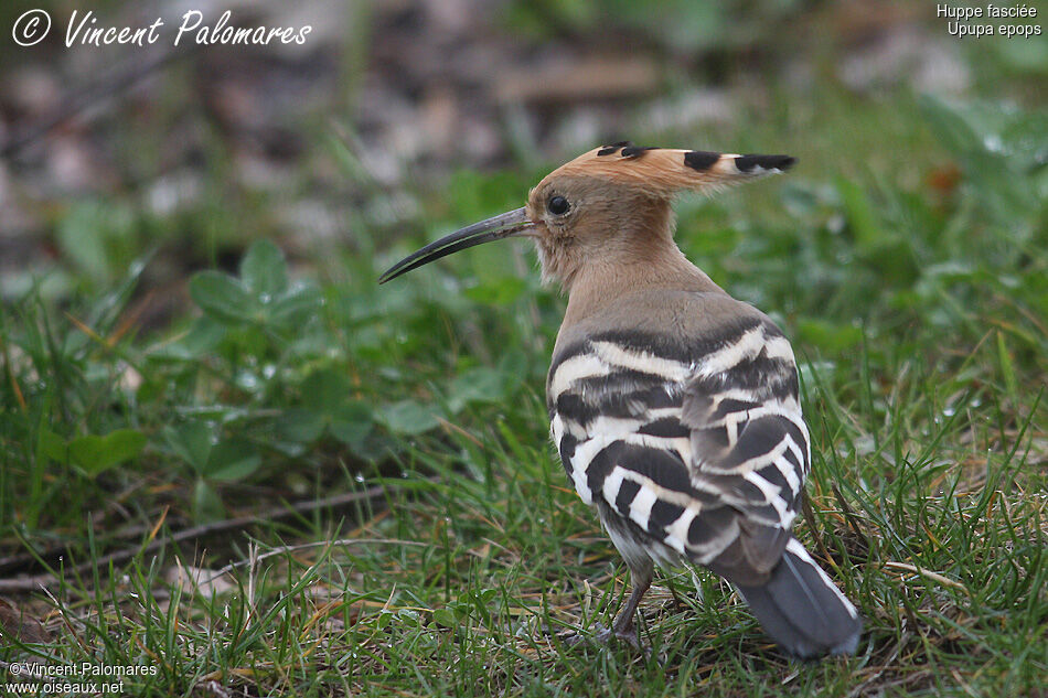 Eurasian Hoopoe