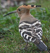 Eurasian Hoopoe