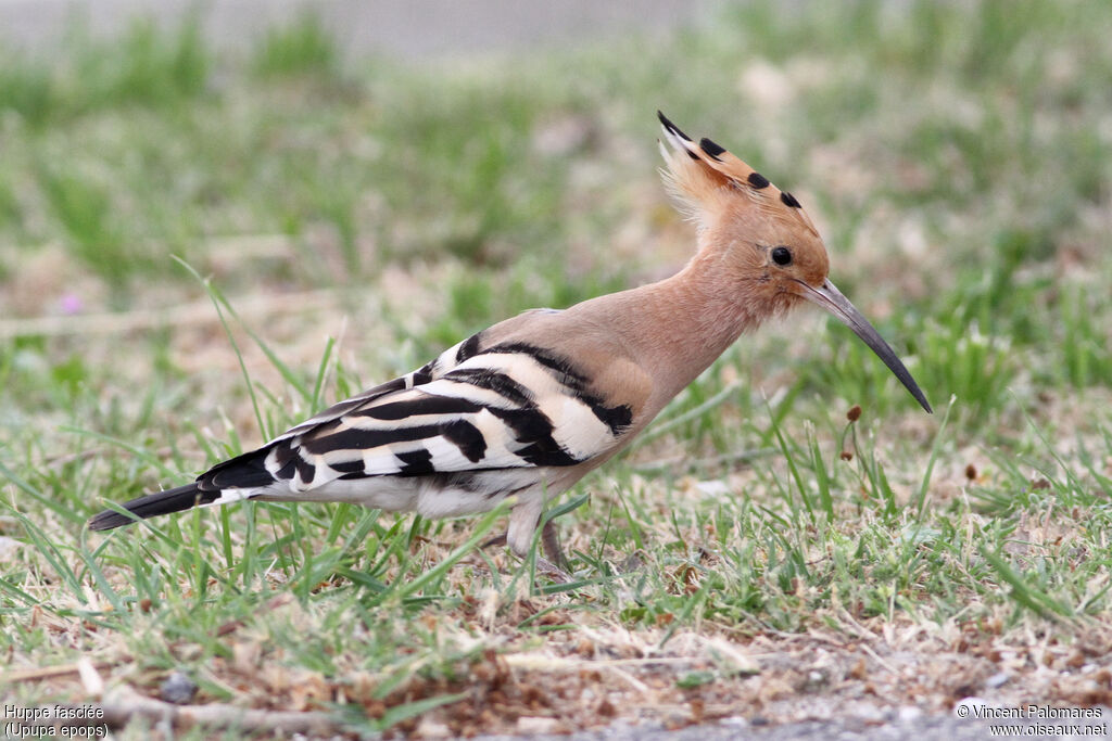 Eurasian Hoopoe