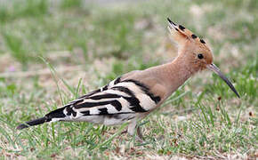 Eurasian Hoopoe