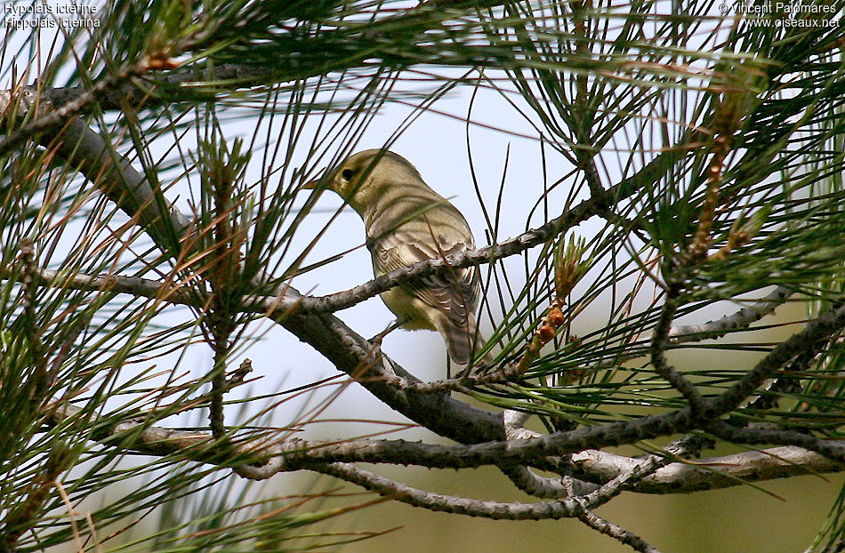 Icterine Warbler