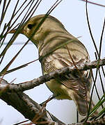 Icterine Warbler