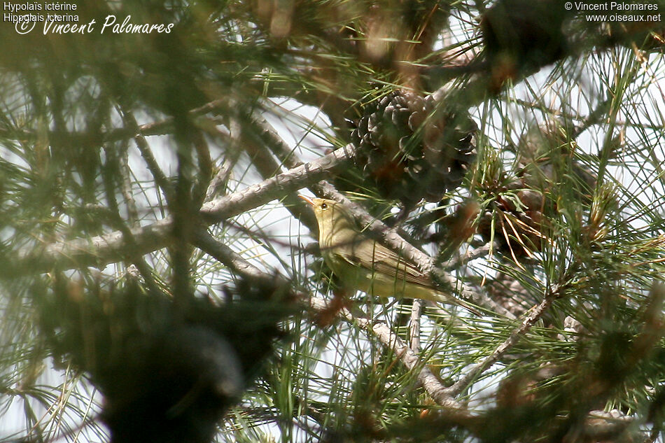 Icterine Warbler