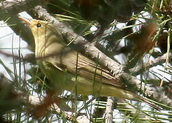 Icterine Warbler