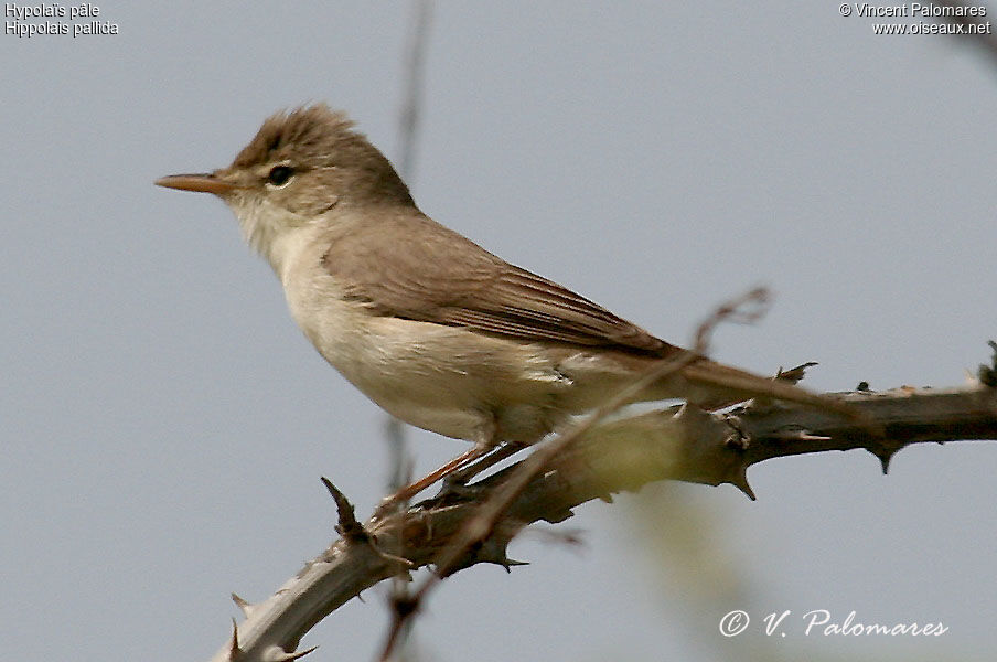 Eastern Olivaceous Warbler