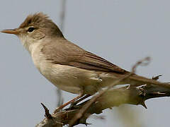 Eastern Olivaceous Warbler