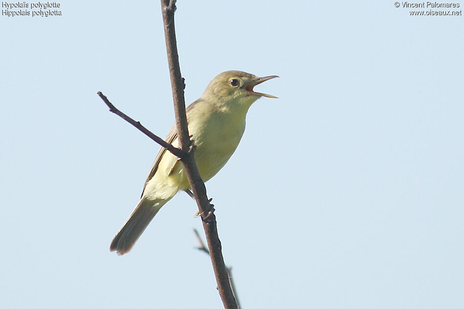 Melodious Warbler