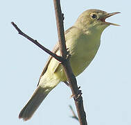 Melodious Warbler