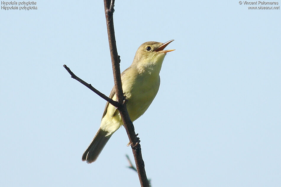 Melodious Warbler