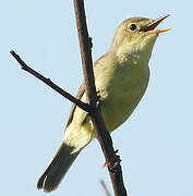 Melodious Warbler