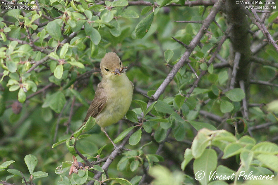 Melodious Warbleradult, Reproduction-nesting