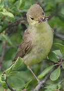 Melodious Warbler