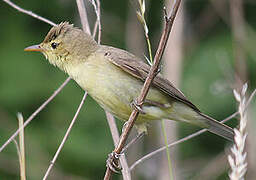 Melodious Warbler