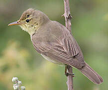 Melodious Warbler