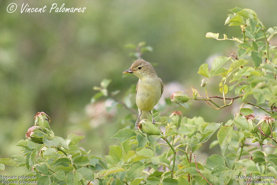 Melodious Warbleradult, Reproduction-nesting