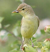 Melodious Warbler