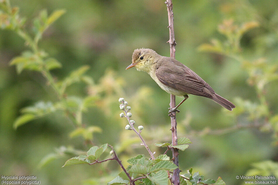 Melodious Warbler