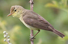 Melodious Warbler