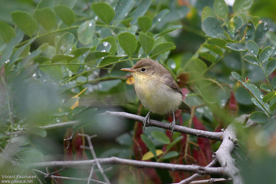 Melodious Warblerjuvenile, identification