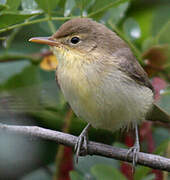 Melodious Warbler