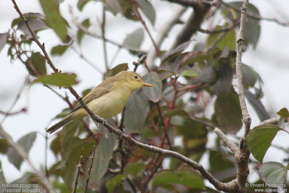 Melodious Warbler