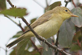 Melodious Warbler