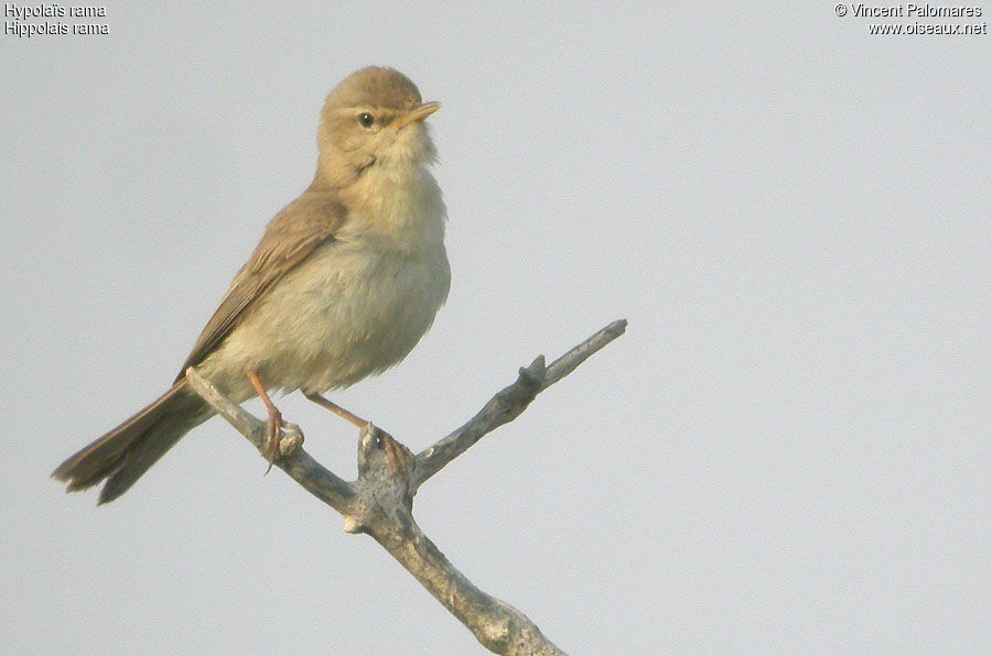 Sykes's Warbler