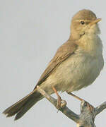 Sykes's Warbler