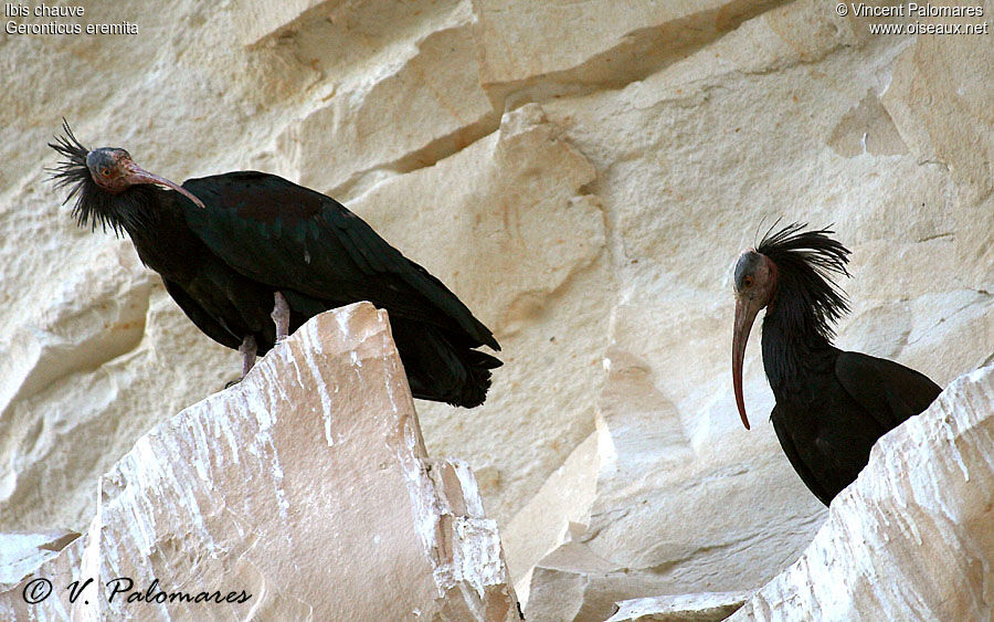 Northern Bald Ibis